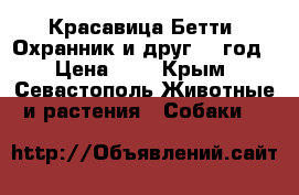 Красавица Бетти. Охранник и друг. 1 год › Цена ­ 1 - Крым, Севастополь Животные и растения » Собаки   